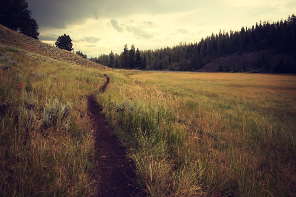 green field with pine trees at distance landscape photography