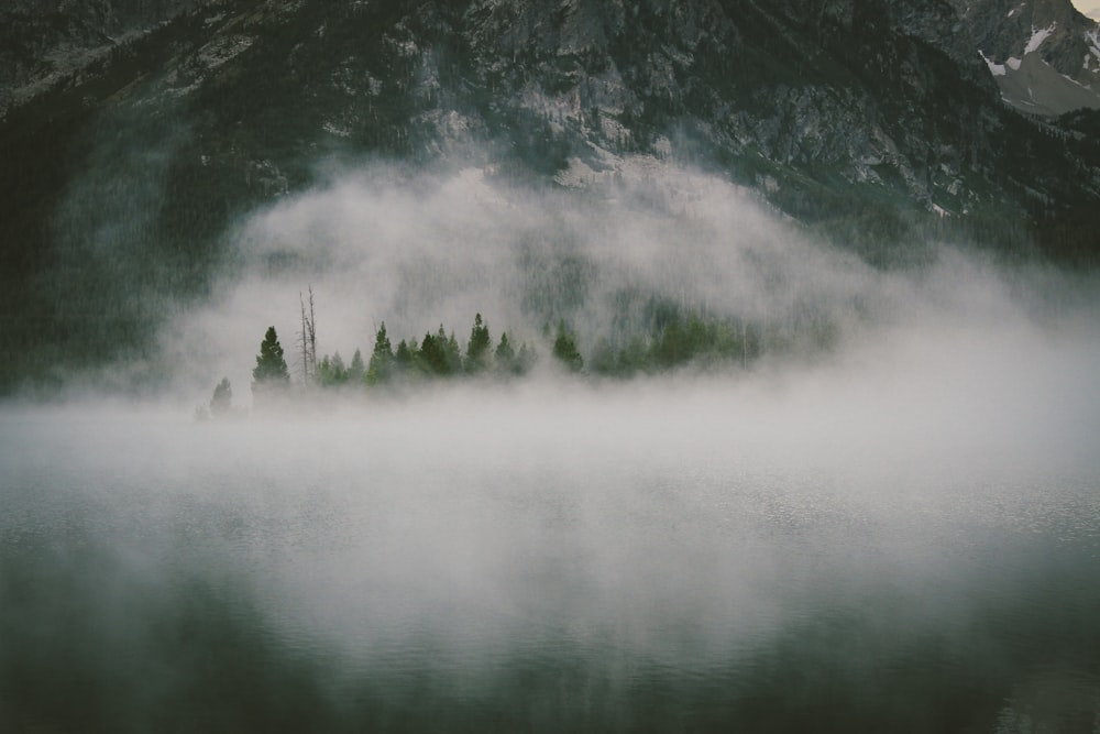 aerial view of forest with fogs at daytime