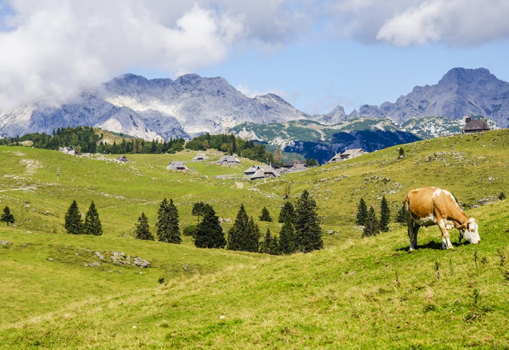 brown and white cow eating grass