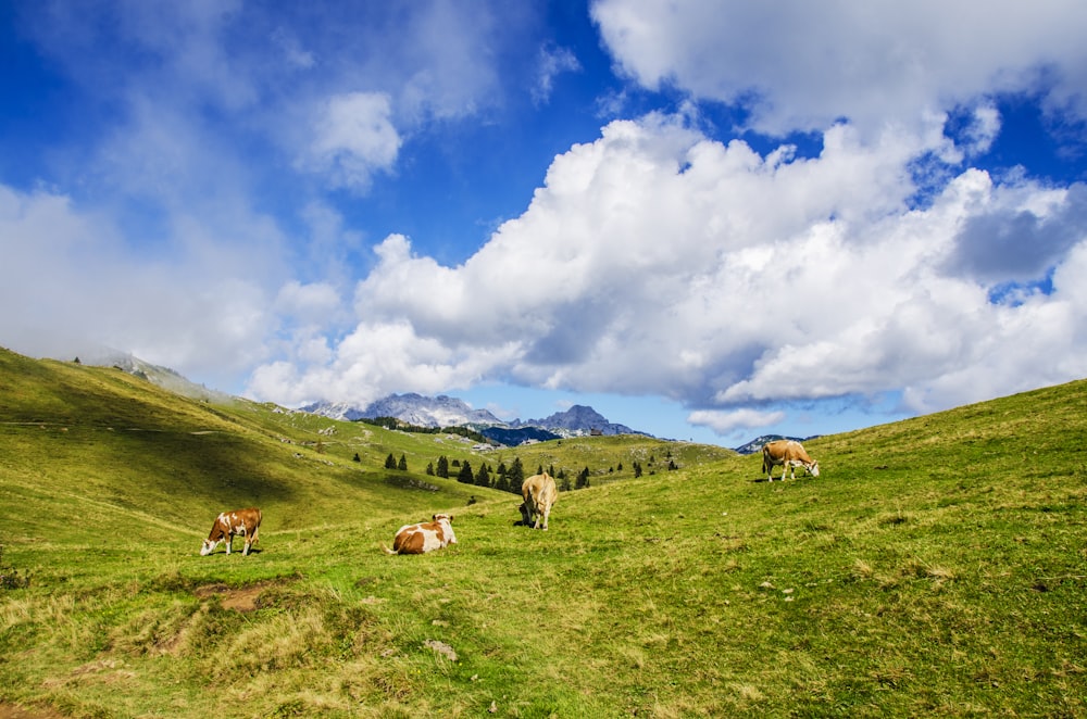 herd of cattle under cloudy sky at daytime