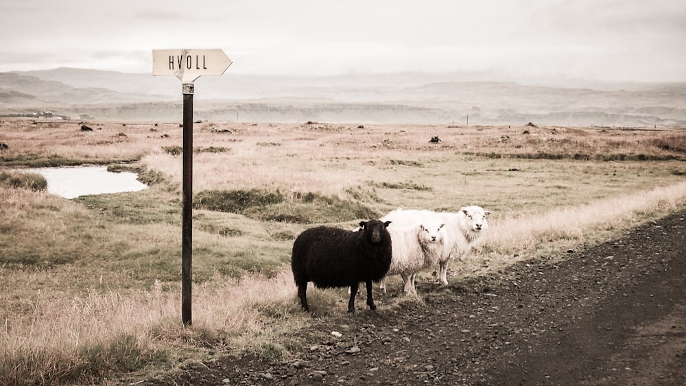 two white and one black lambs beside road