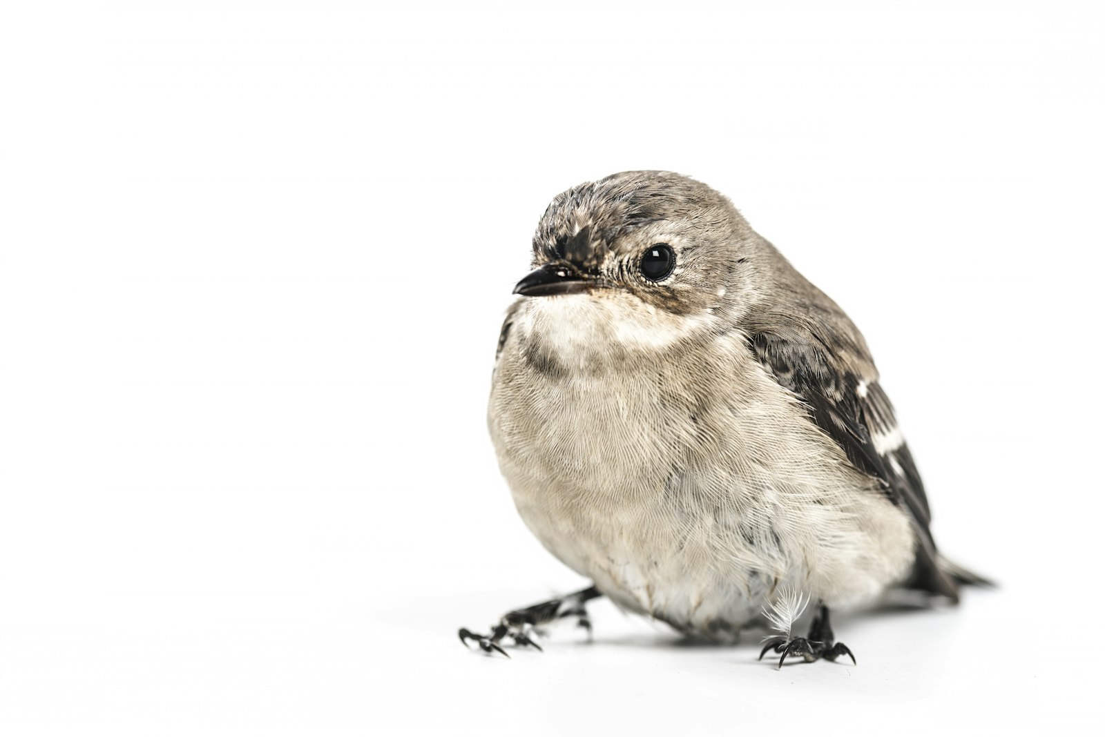 Nikon D800E + Nikon AF-S Micro-Nikkor 105mm F2.8G IF-ED VR sample photo. Brown and gray bird photography