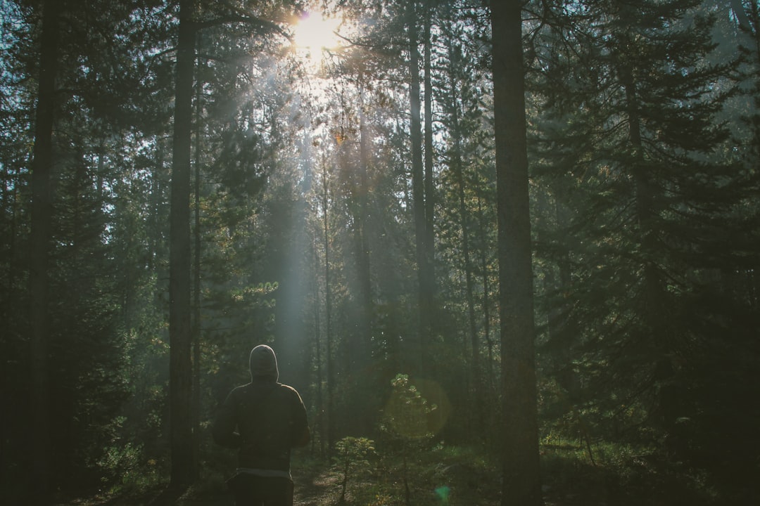 man standing in the forest, Hike in the woods