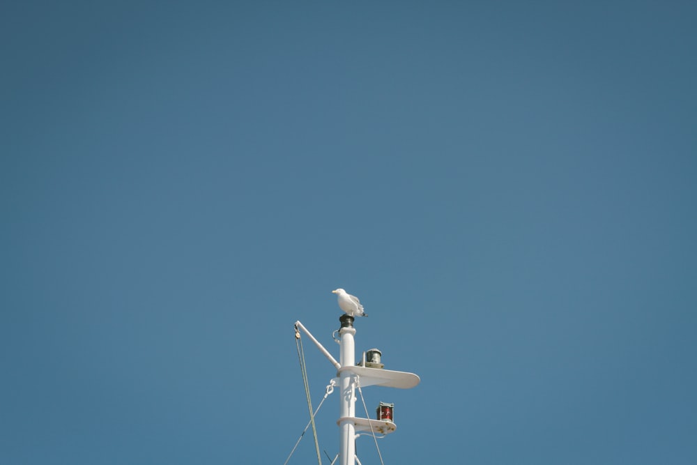 bird on white post