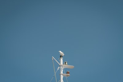 bird on white post