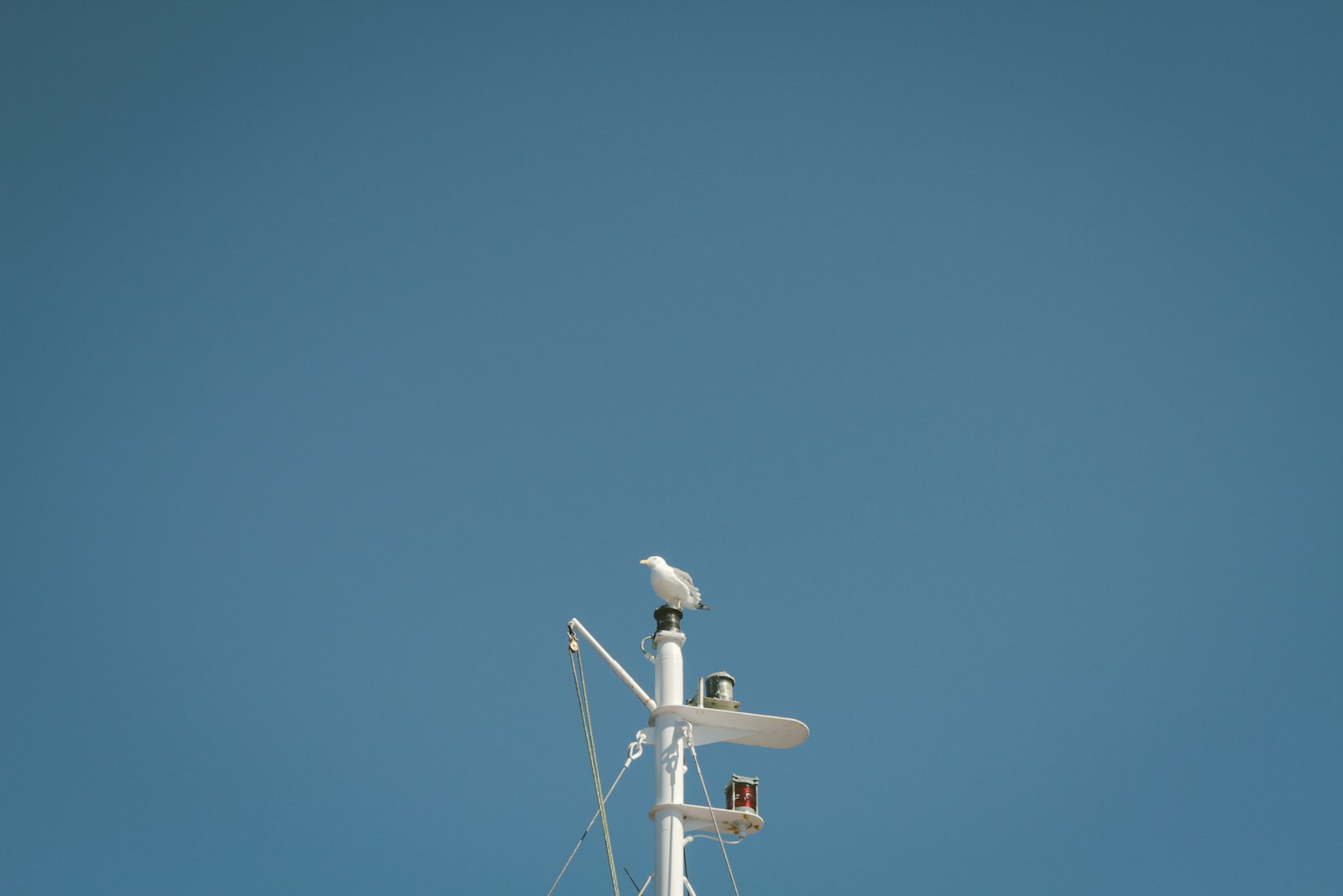 Canon EOS 7D + Canon EF 50mm F1.8 II sample photo. Bird on white post photography