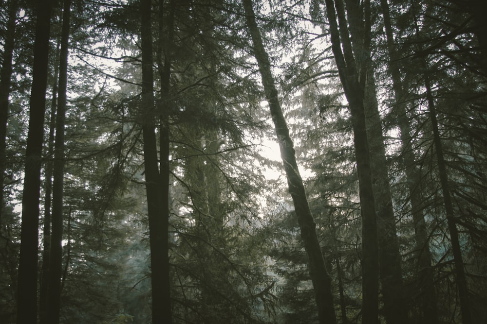 champ d’arbres verts sous le ciel blanc