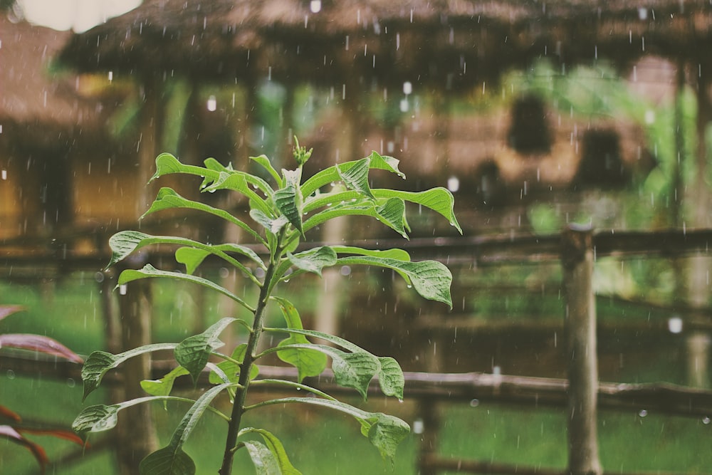 green plant