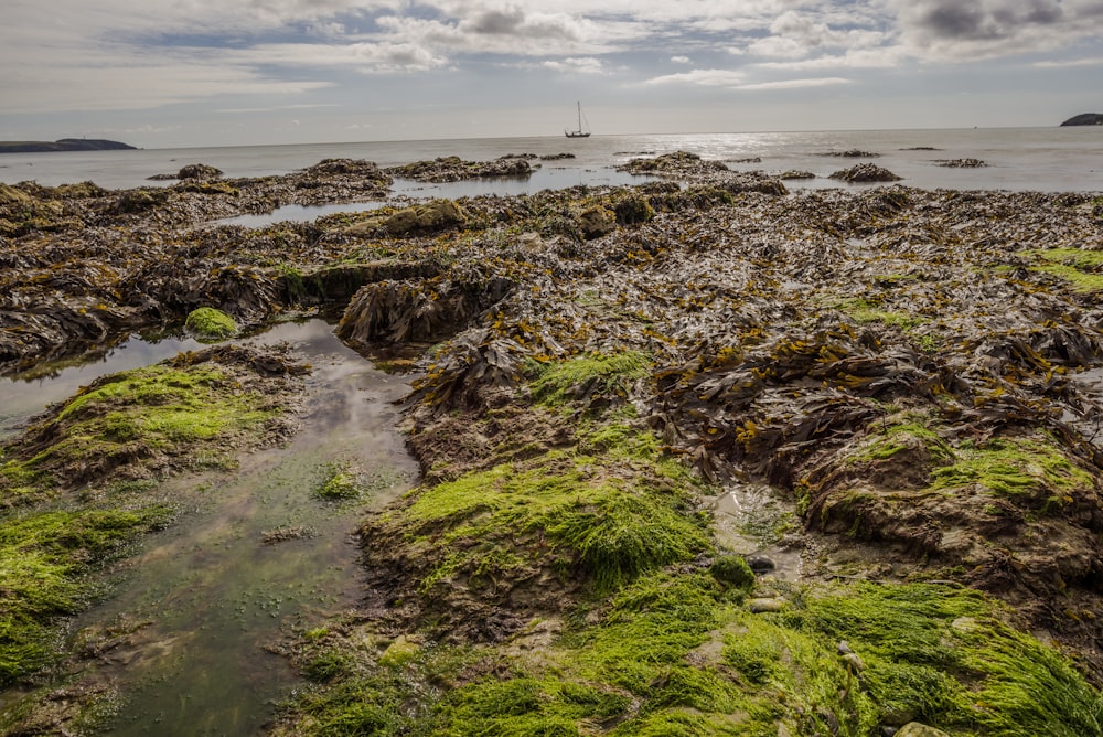 green rocky shore