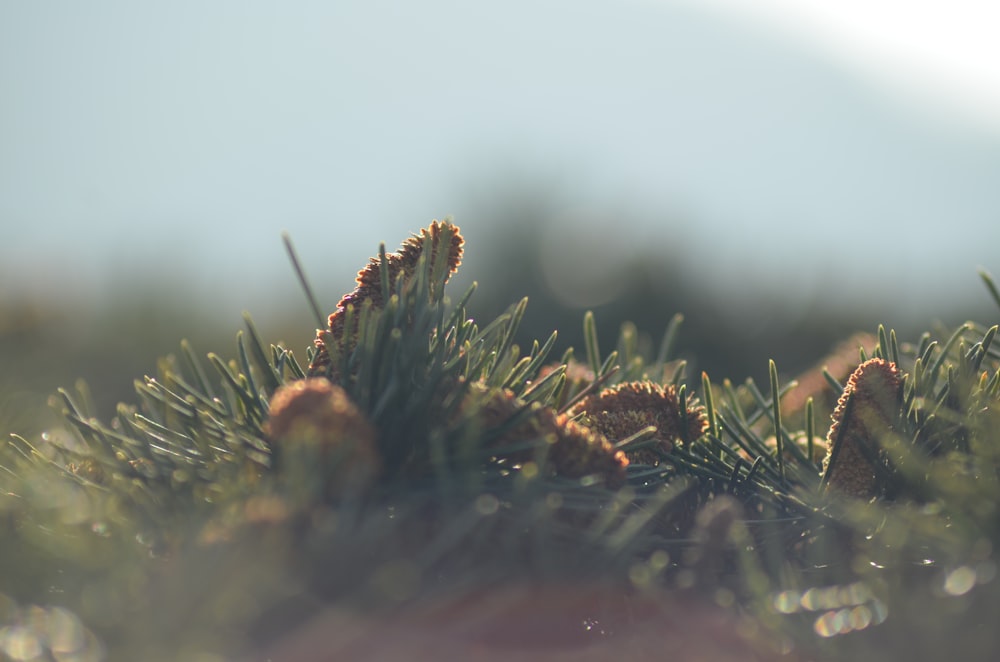 selective focus photography of green grass