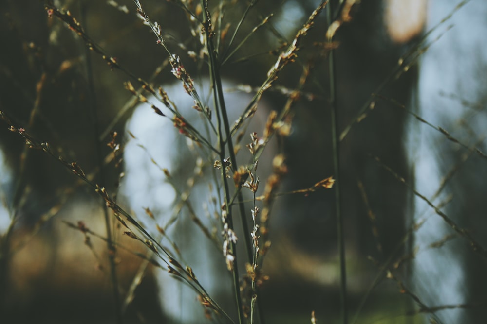 selective focus photography of brown grass