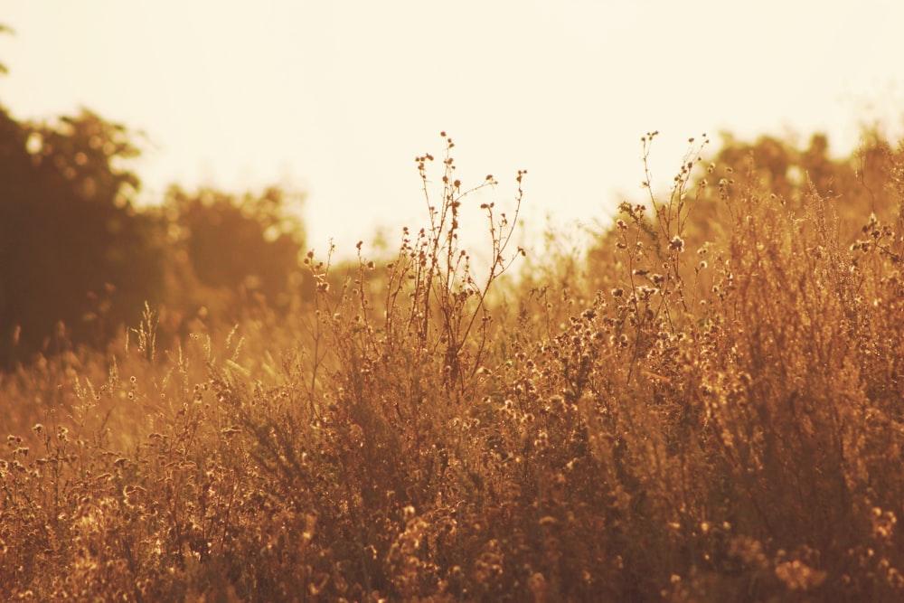 grass field during golden time