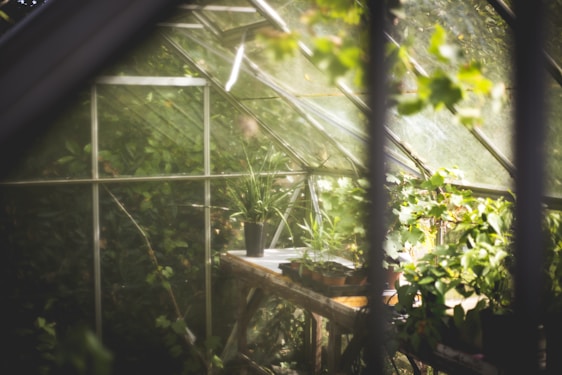 A serene clinic room with green plants and herbal remedies neatly arranged on wooden shelves.