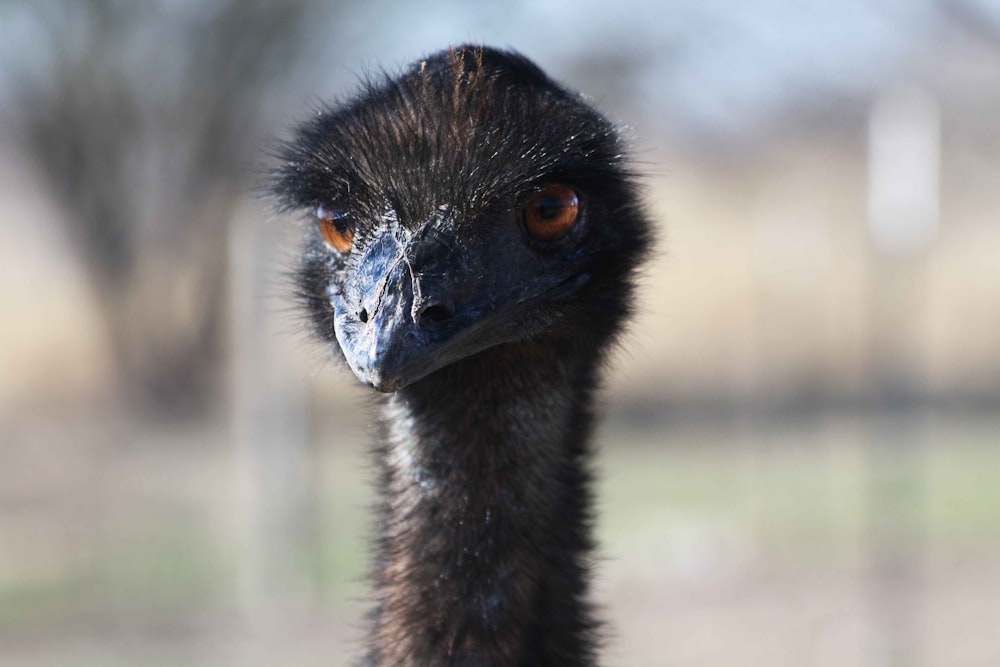 Foto de cabeza de avestruz negra