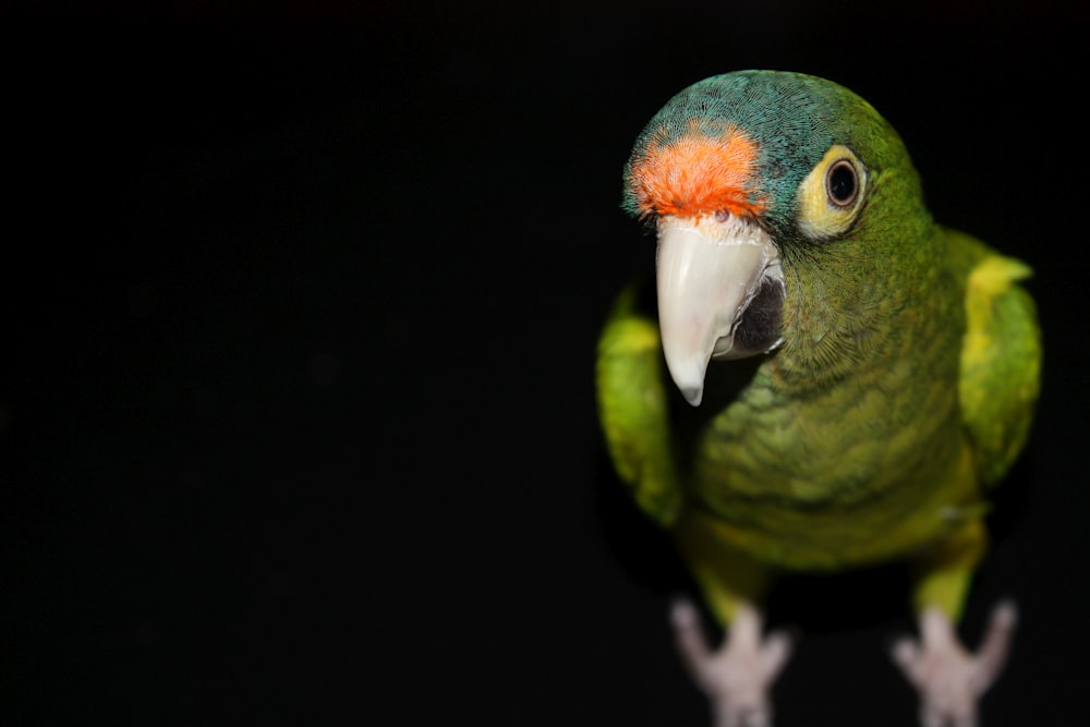 green parrot surrounded by darkness