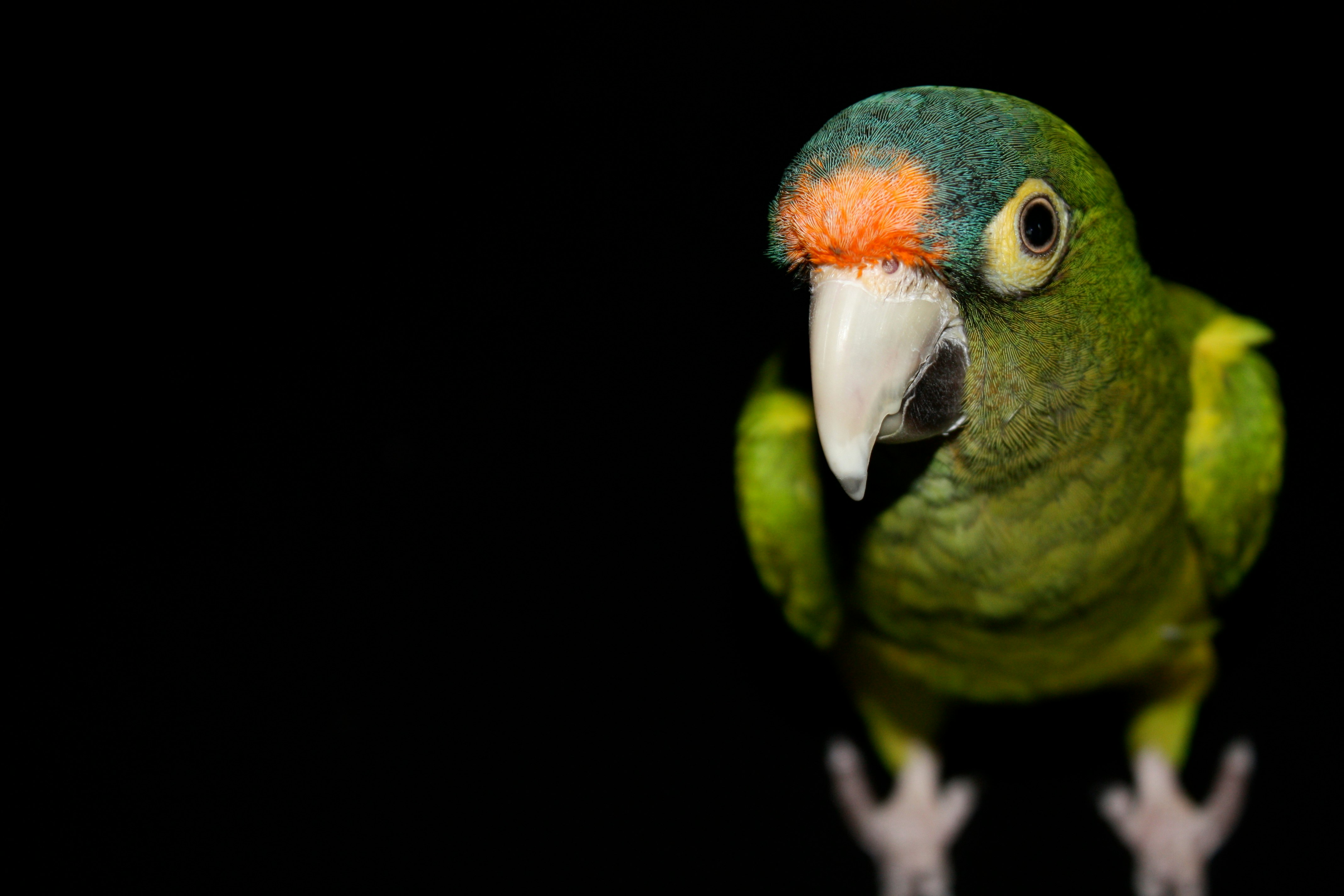 green parrot surrounded by darkness