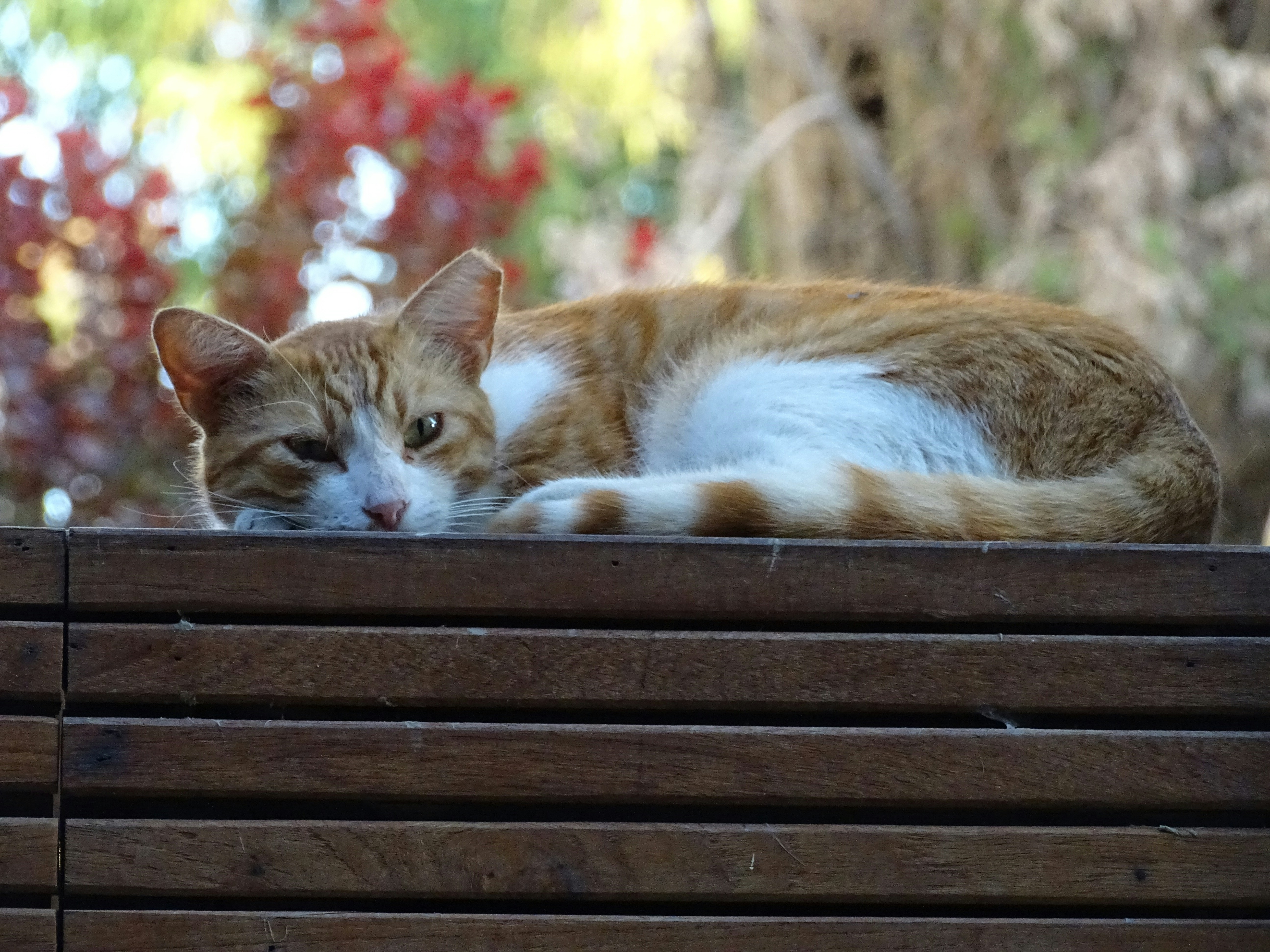 Free Unsplash photo from Maya Bielik