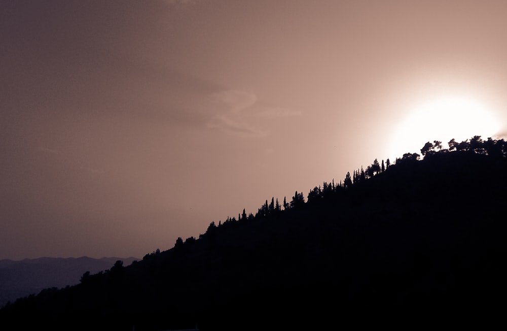 silhouette of trees during daytime