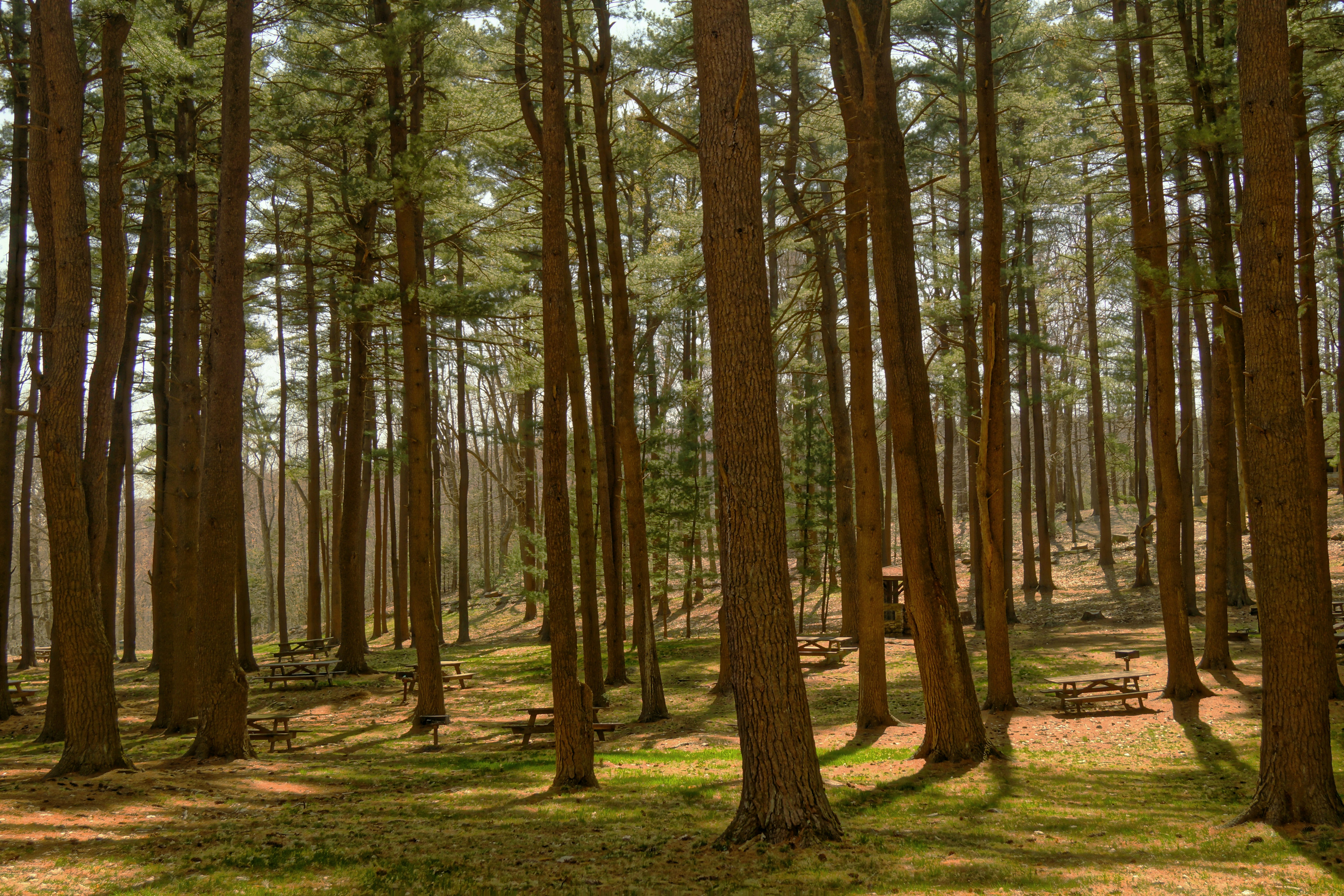 green trees during daytime