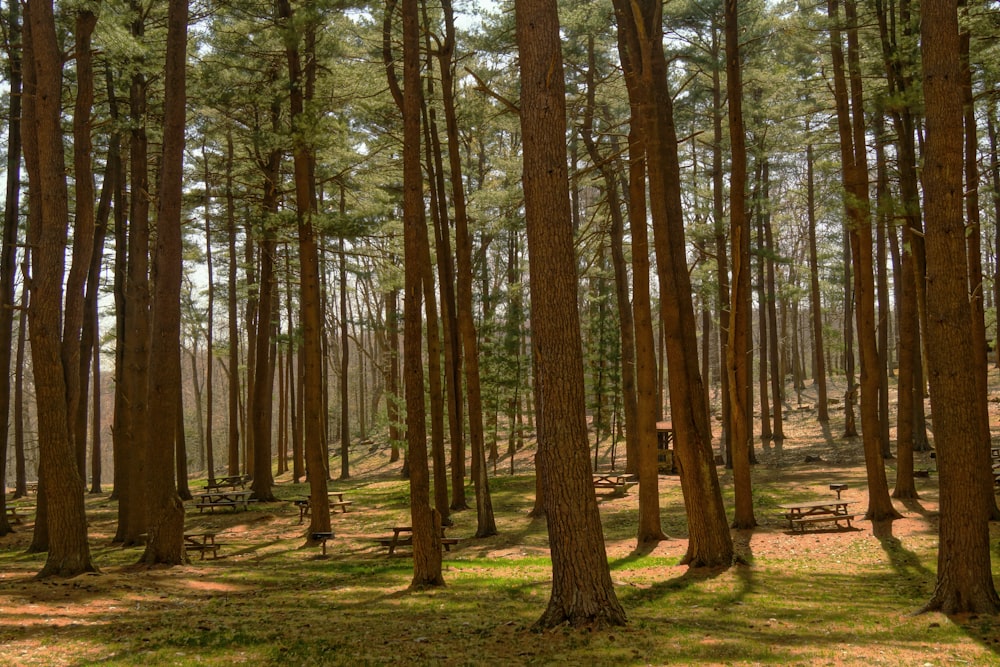 green trees during daytime