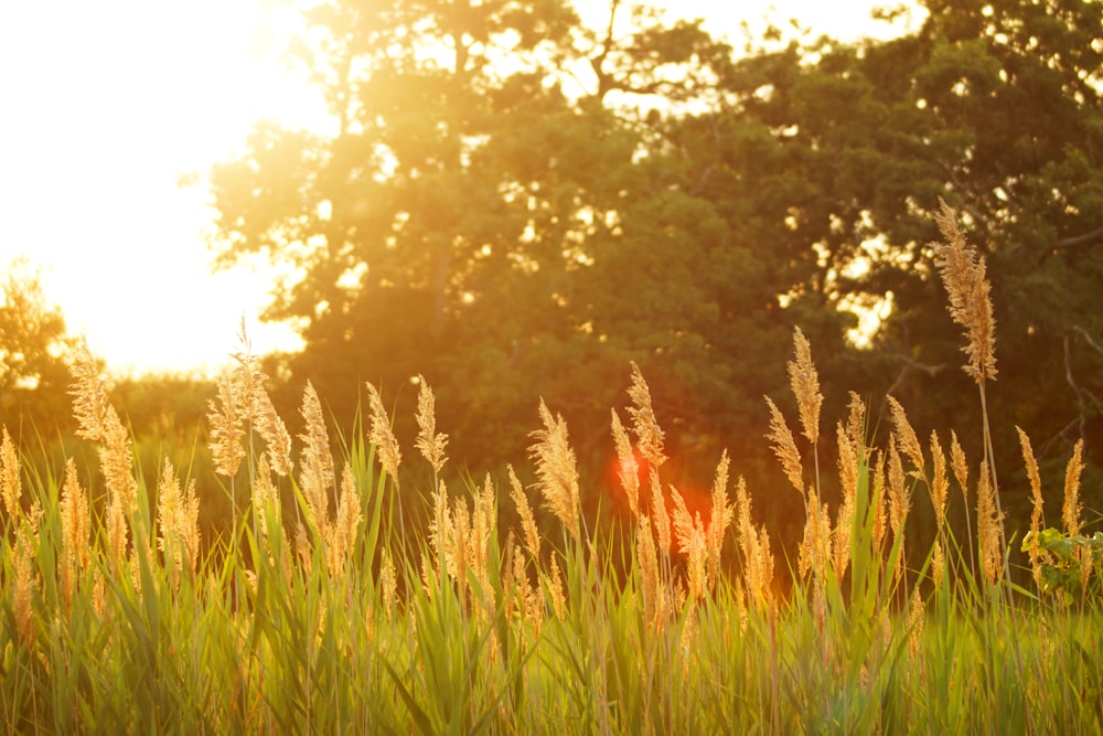 Paysage d’un champ d’herbe au coucher du soleil