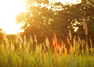 scenery of a grassfield during sunset