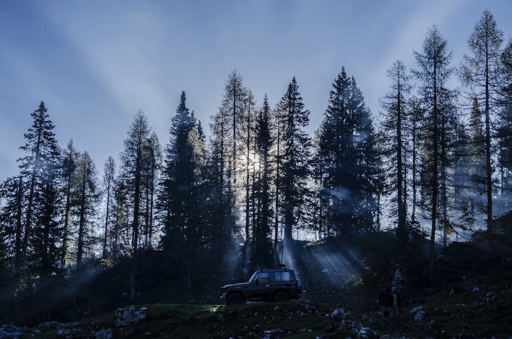 Prison des arbres