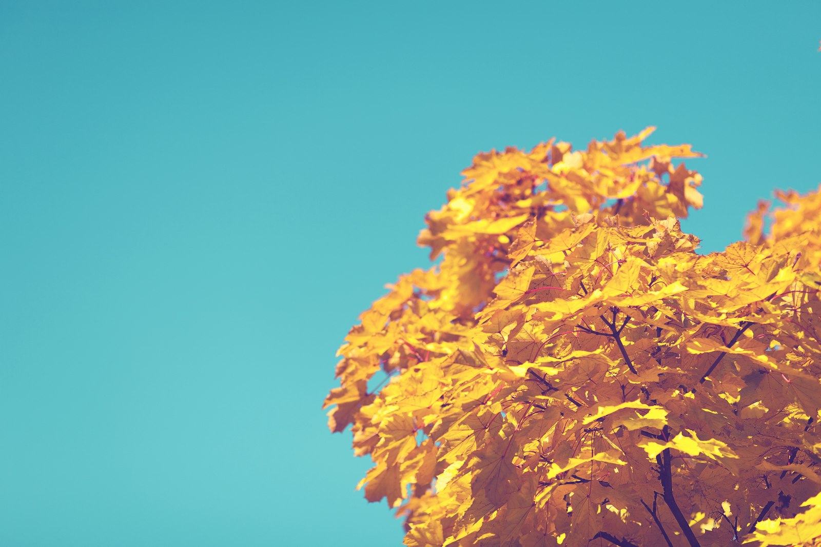 Canon EOS 5D + Canon EF 85mm F1.8 USM sample photo. Yellow leaf tree under photography