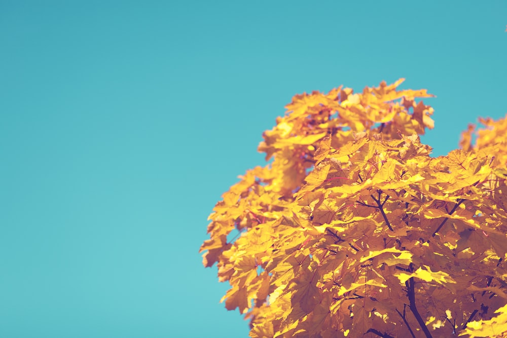 albero a foglia gialla sotto il cielo blu durante il giorno