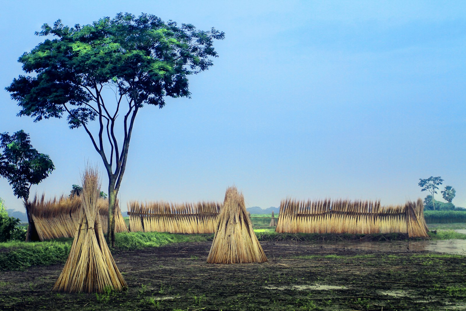 Canon EOS 7D + Canon EF 16-35mm F2.8L II USM sample photo. Brown hay near green photography