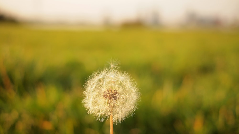 tilt shift lens photography of dandelion