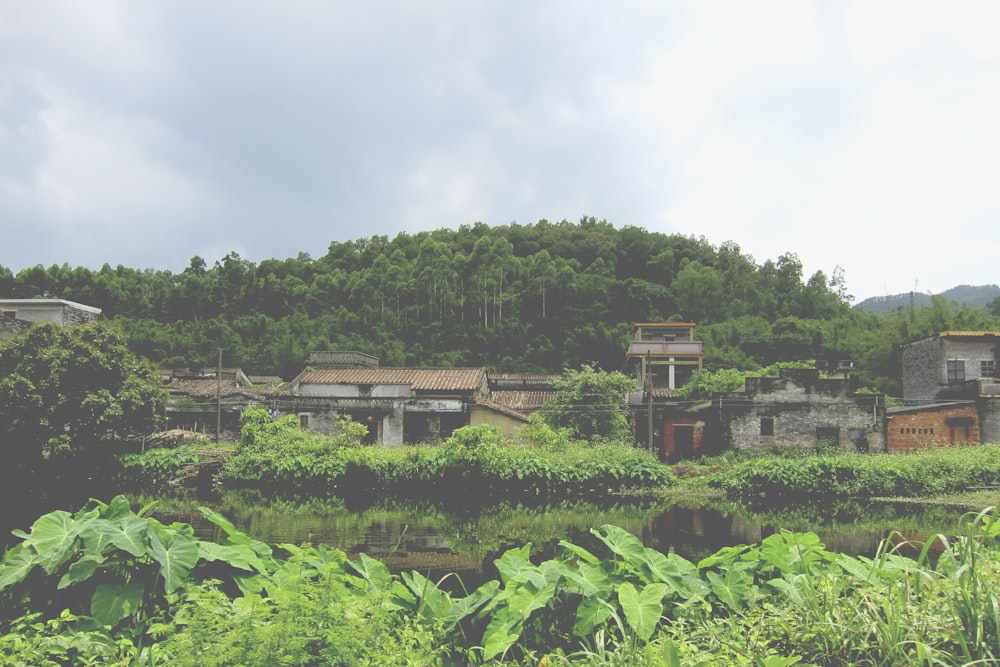 green leafed plants near village