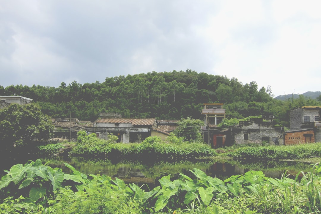 green leafed plants near village,