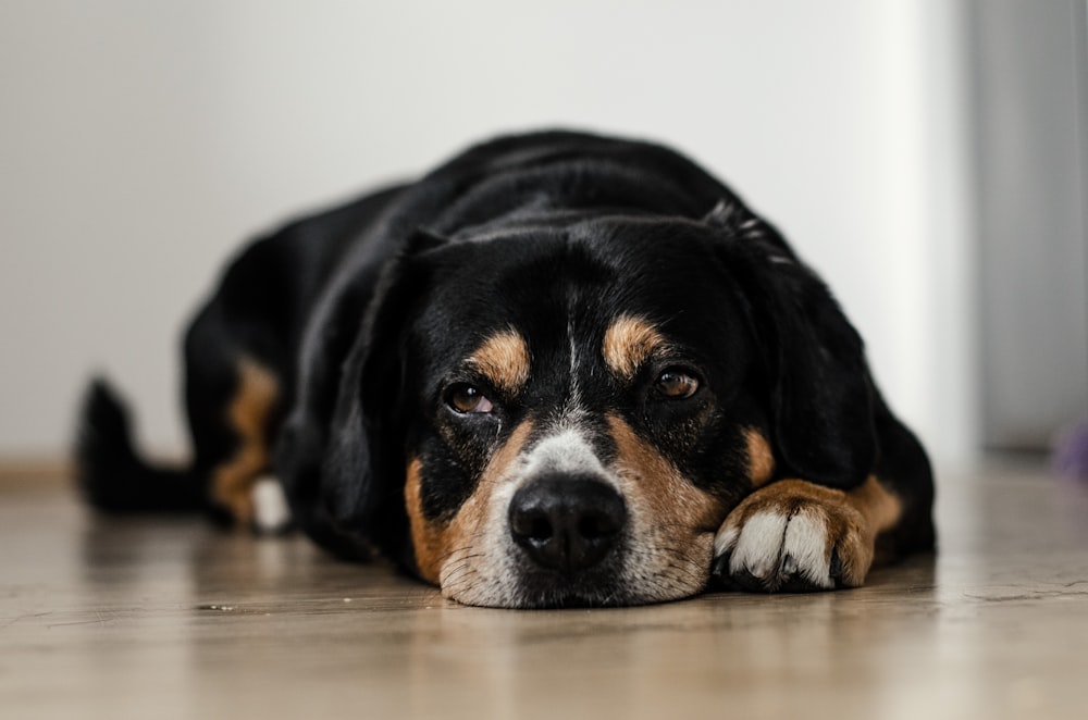 Kurzhaariger schwarzer und brauner Hund, der auf brauner Oberfläche liegt