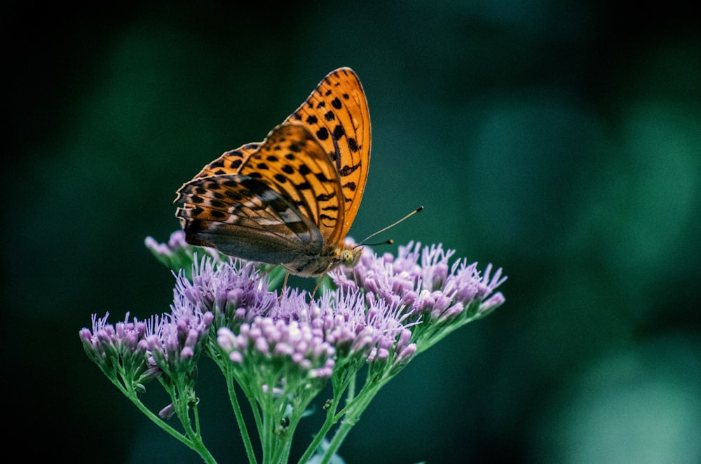 보라색 꽃에 자리 잡은 걸프 fritillary 나비