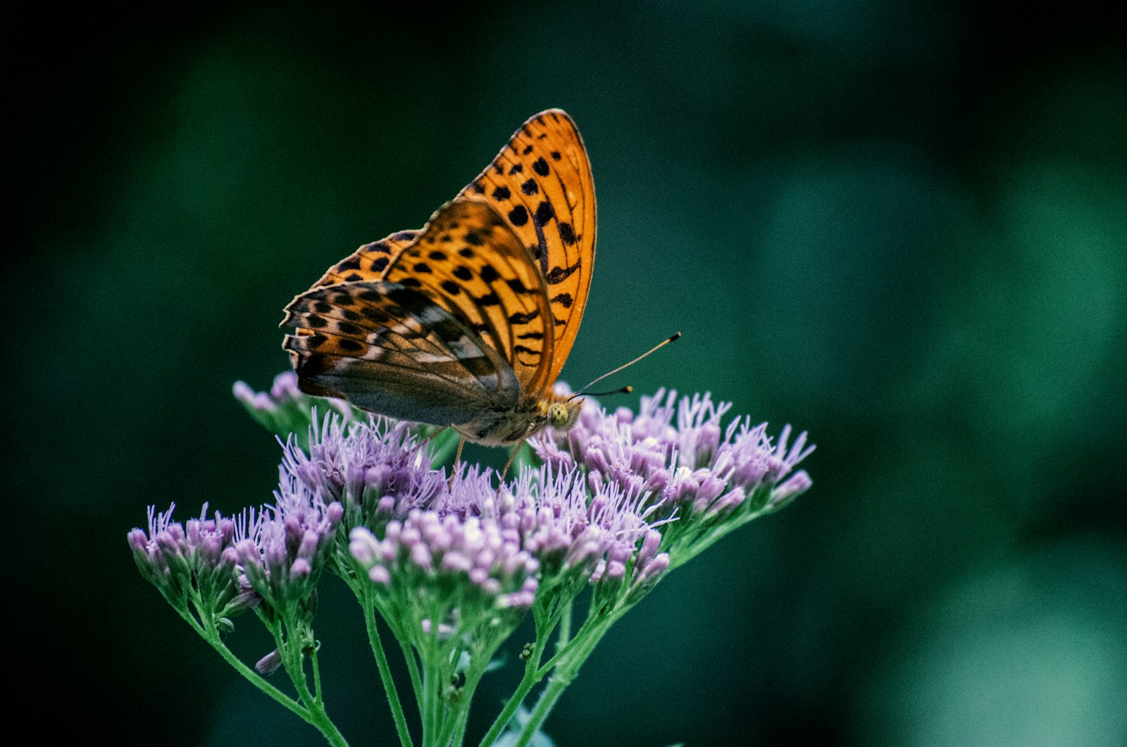 Nikon D5100 + Nikon AF-S DX Nikkor 55-200mm F4-5.6G VR sample photo. Gulf fritillary butterfly perched photography