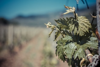 Vineyard worker carefully removing leaves from grapevines under a clear blue sky.