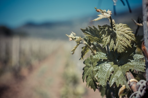 Vineyard worker carefully removing leaves from grapevines under a clear blue sky.