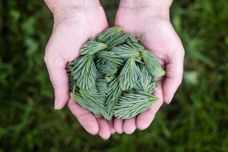 Hands holding a handful of smooth, uniform biomass pellets against a backdrop of Lebanese cedar trees