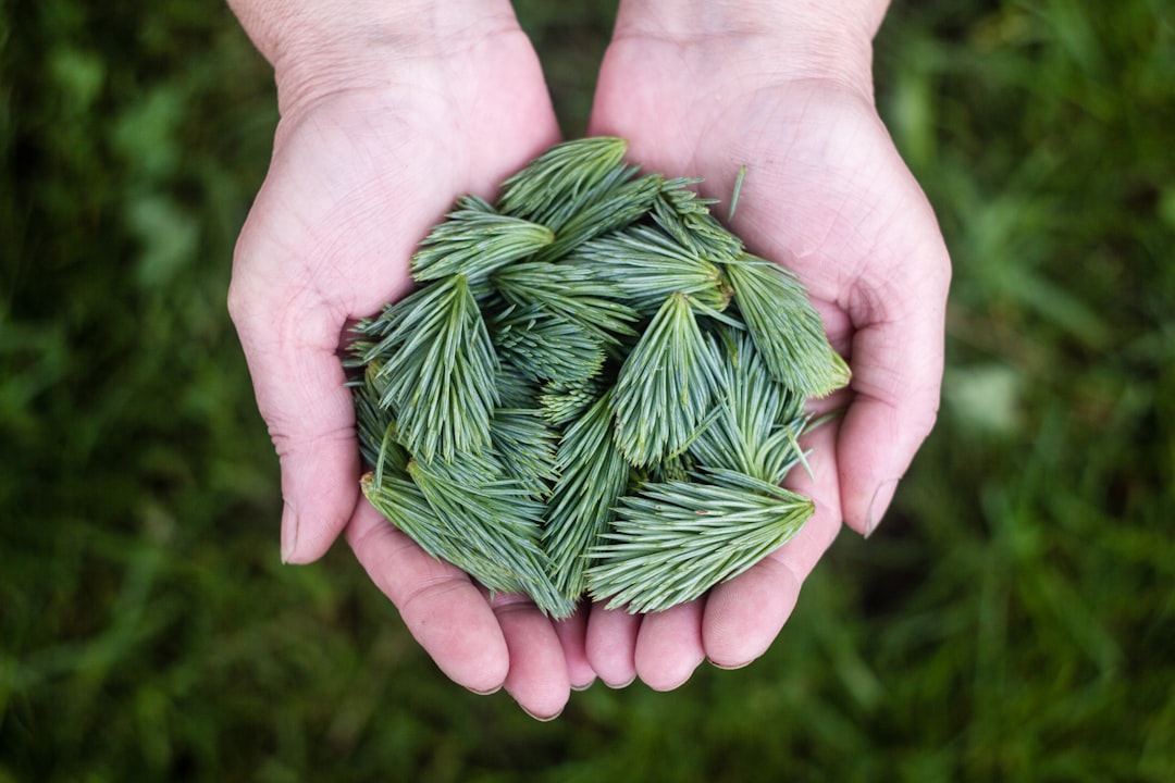 Pine needles in cupped hands