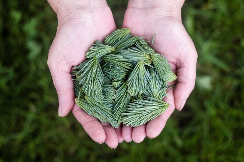 person holding a green leaves