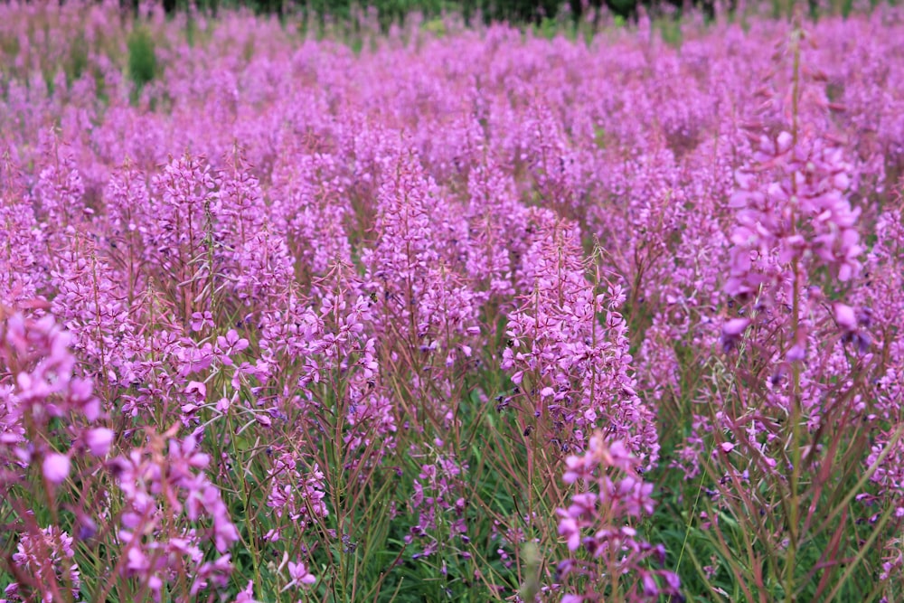 purple flower field