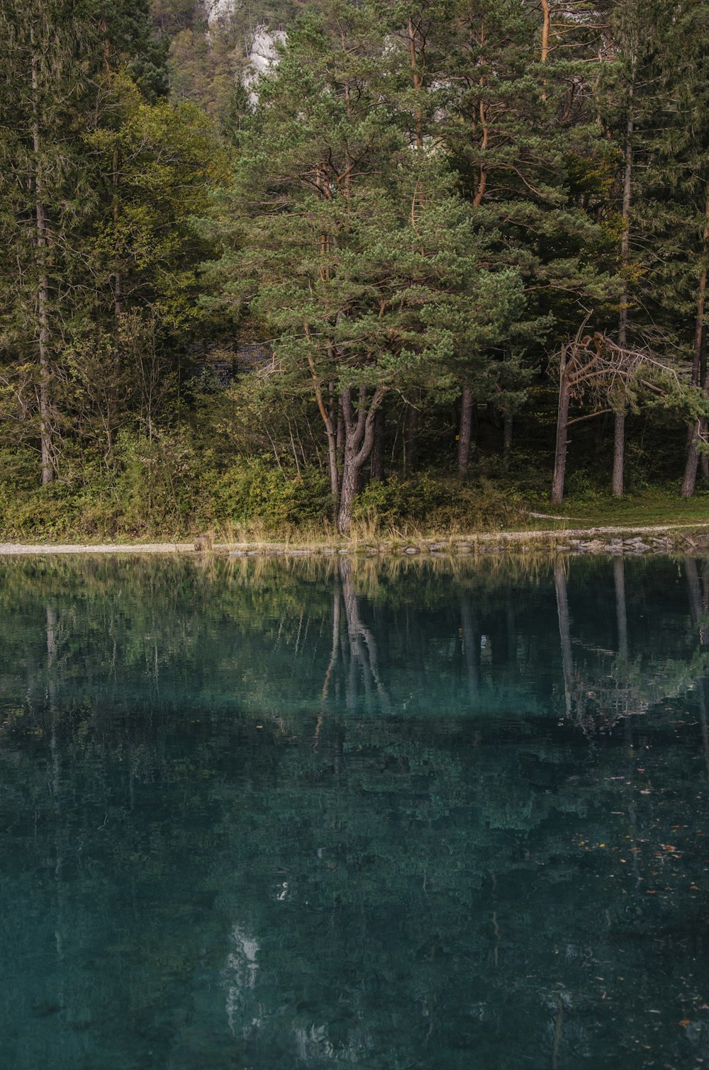 trees beside lake