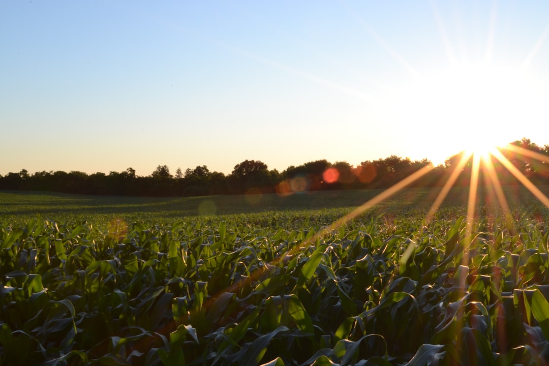corn field under clear sky, Field in sunrise