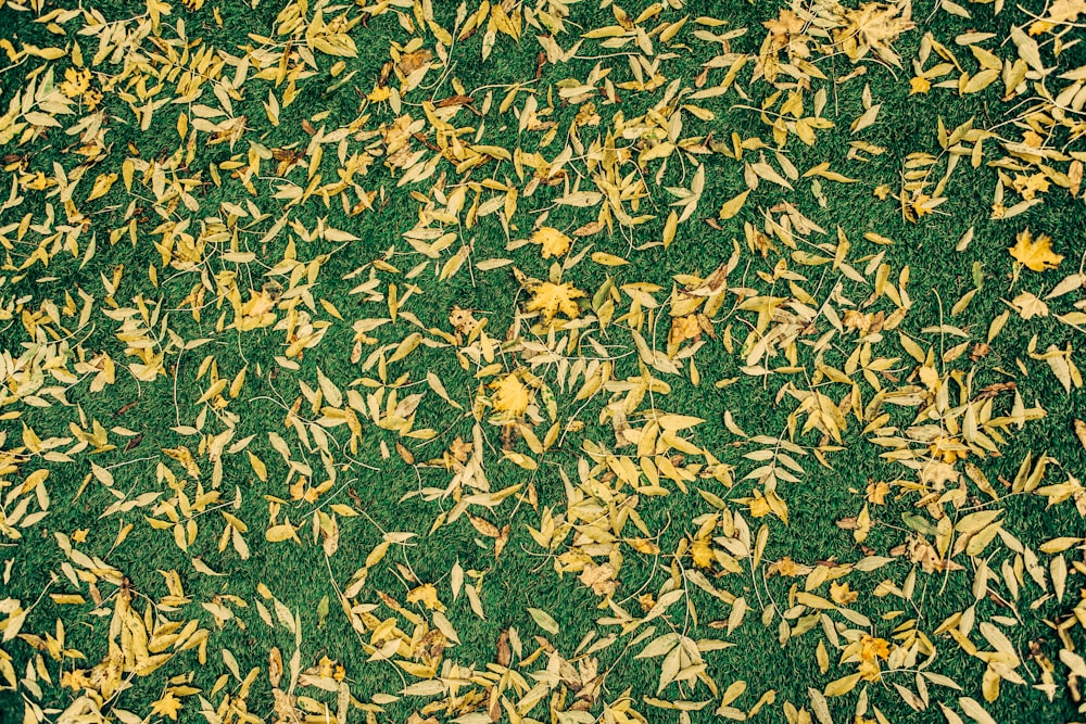 birds eye view of leaves on ground