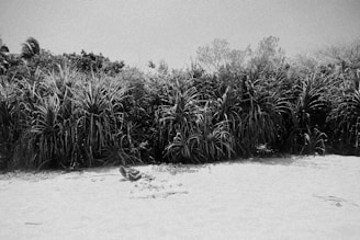 Field researchers collecting data on a sandy beach with coastal vegetation.