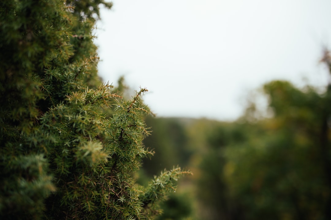 green tree leaves