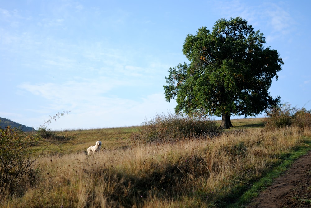 white animal standing on grass field