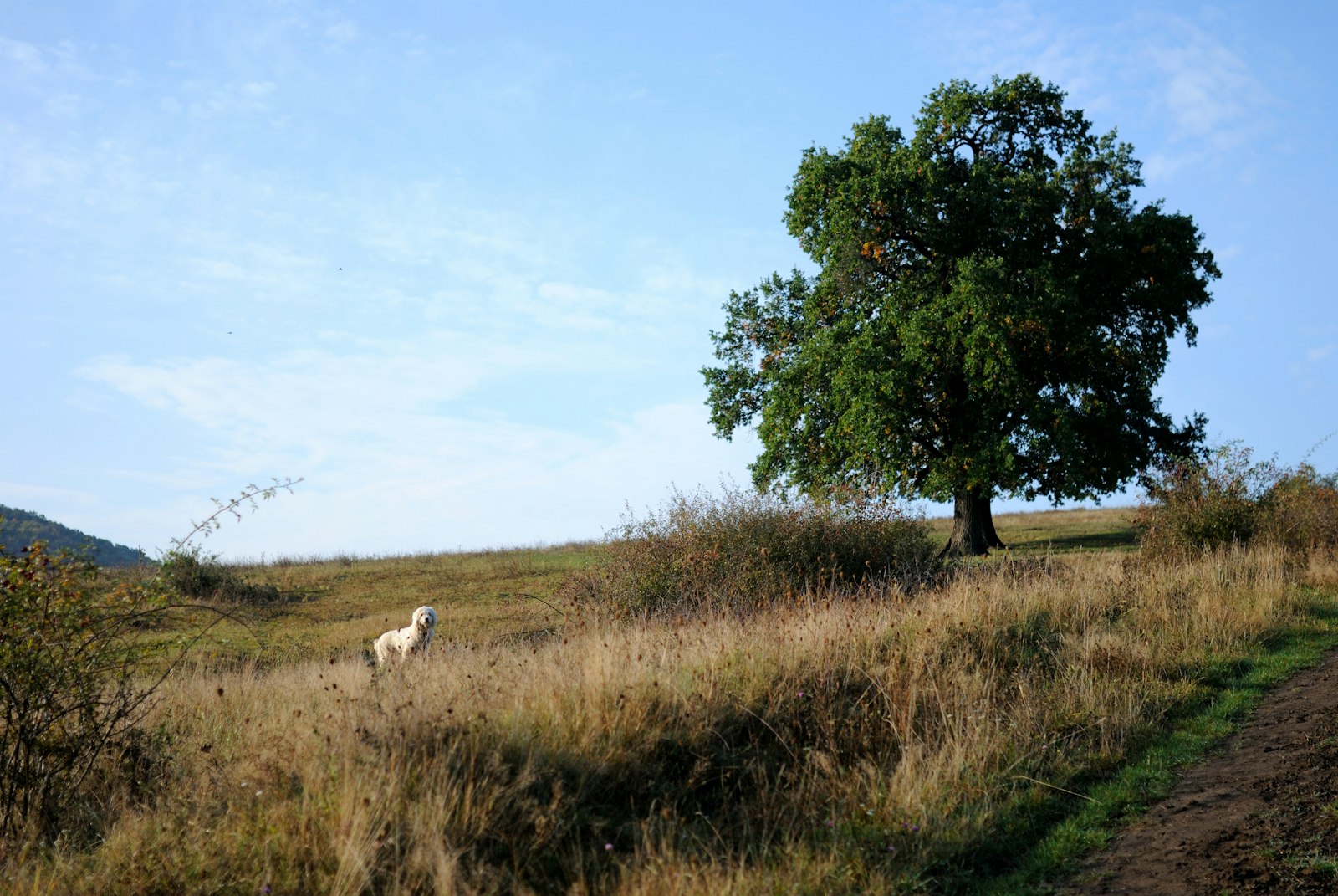 Nikon D3000 + Sigma 35mm F1.4 DG HSM Art sample photo. White animal standing on photography