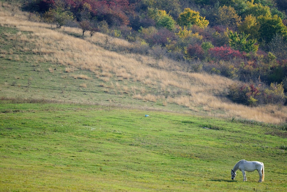 white horse eating grass